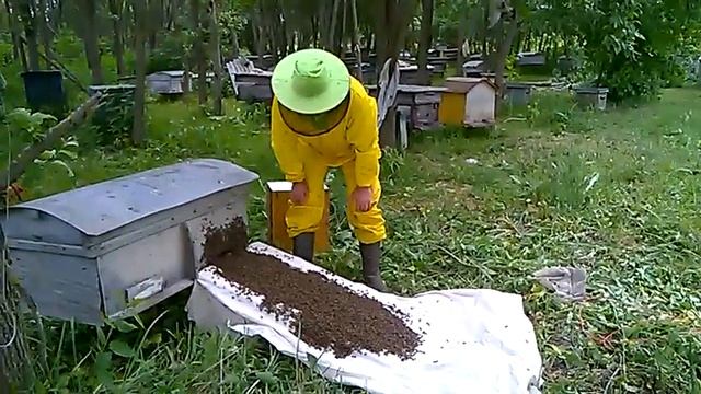 Заселение роя в улей через сходни смотреть онлайн