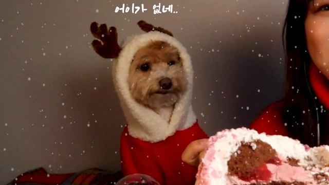 ASMR 크리스마스 먹방 1탄 투썸 페스티벌위시트리 케이크 먹방 TWOSOME CHRISTMAS CAKE DESSERT MUKBANG REALSOUND