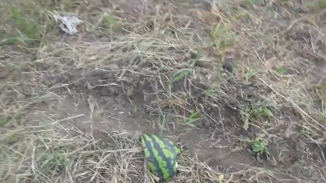 Местная шпана ночью порезала наши арбузы. смотреть онлайн