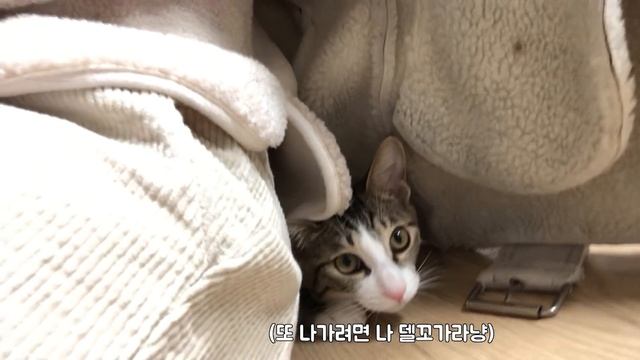 집사가 이틀만에 집에 왔을때 미소짓는 개냥이의 표정변화