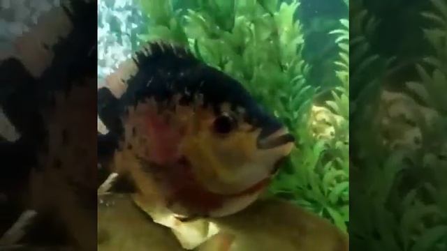 Big Size Parrot Fish In My Aquarium
