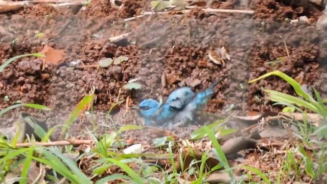 saí-azul (Dacnis cayana) смотреть онлайн