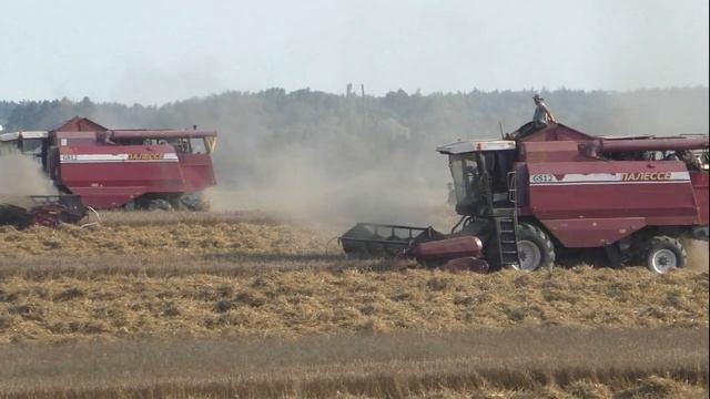 Уборка озимой пшеницы Белорусскими комбайнами полесье GS 12. ч 2 смотреть онлайн