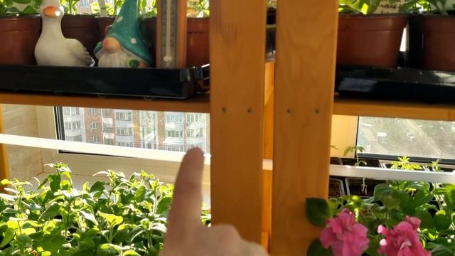 Зацвели новые петунии/ Томаты и перцы после пикировки/ Спасаю цветы из Леруа♀️ смотреть онлайн