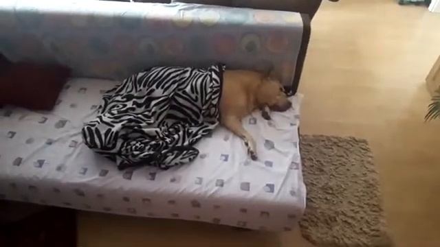 Дюк смотреть онлайн