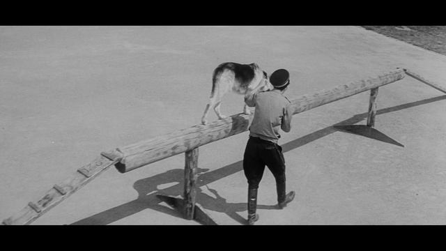 «Ко мне, Мухтар», реж. Семен Туманов, 1964 г. смотреть онлайн