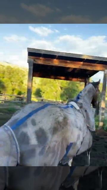 Incredible Appaloosa Horse / Невероятная пятнистая лошадь чубарой масти Аппалуза / Sweet Appaloosa смотреть онлайн