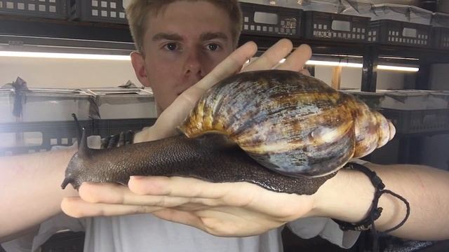 The biggest Snail you ever see 😱😱! смотреть онлайн