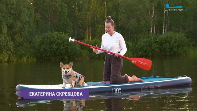 Не забудьте корги! Прогулка на сапах вместе с любимой собакой смотреть онлайн