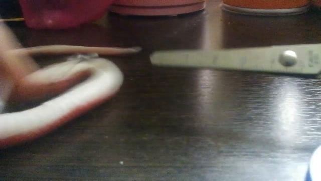 Спасение змеи часть 1 сезон 2 смотреть онлайн