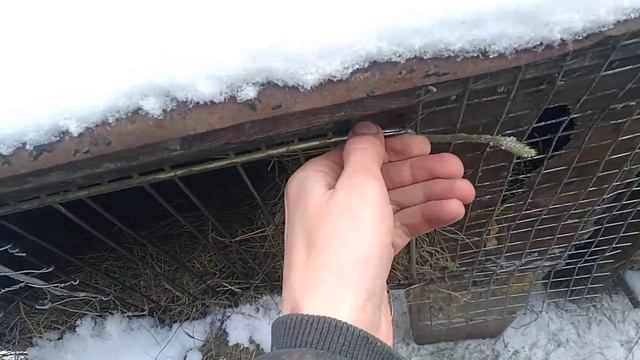 Моє хозяйство голуби, кури, кролі.