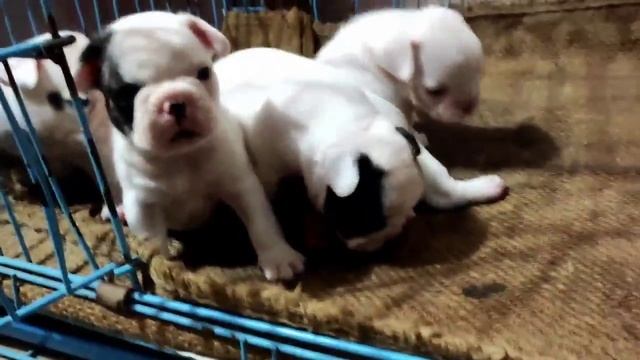 french bulldogs puppies in best quality with kyc registration смотреть онлайн