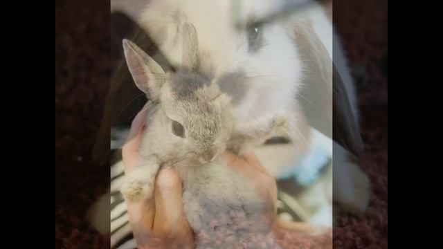 Милые Зайчики! #1 Какие Няшки!