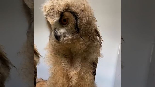 Sound Of Indian Eagle Owl