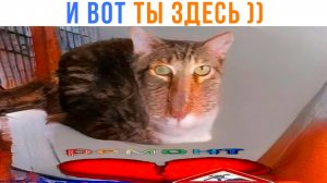 ВСЕ РЕШЕНИЯ В ТВОЕЙ ЖИЗНИ ПРИВЕЛИ ТЕБЯ К ЭТОМУ ВИДЕО ))) | Приколы | Мемозг 1593