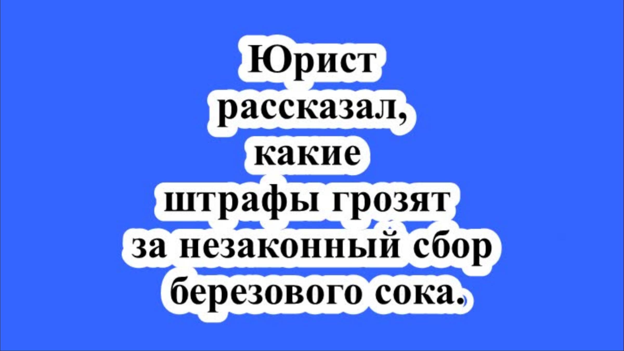 Юрист рассказал, какие штрафы грозят за незаконный сбор березового сока. смотреть онлайн
