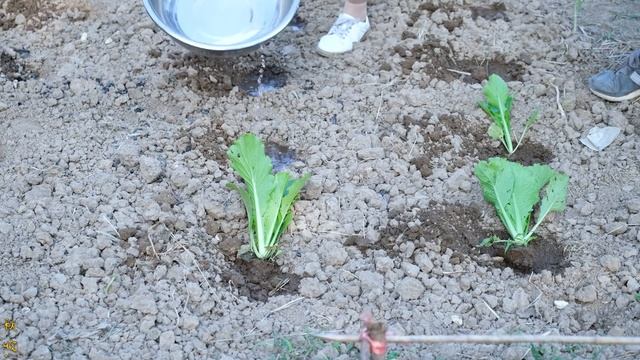 【农家的小勇】小勇做清炖乌鸡，加点粉条，小火慢炖几十分钟，汤鲜味美，得劲！