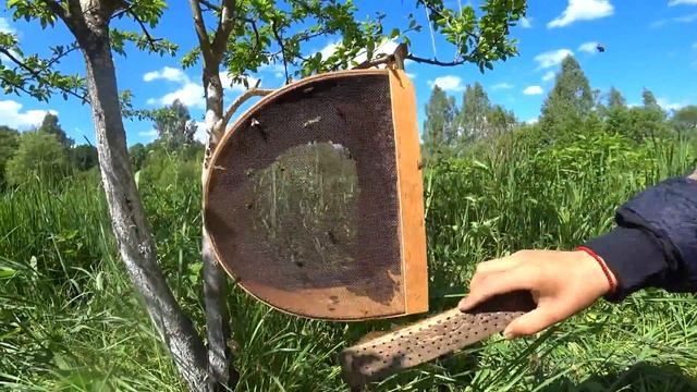 ✅ СОБИРАЮ РОЙ ПЧЕЛ смотреть онлайн
