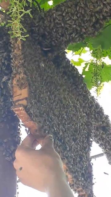 Пчелы в виноград смотреть онлайн