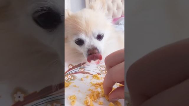 Doggy Mukbang ASMR Crunchy Peanut Butter Biscuit | Pomchi Belle