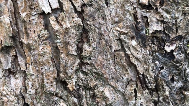 Apple 'John Downie' - bark close up - November 2020