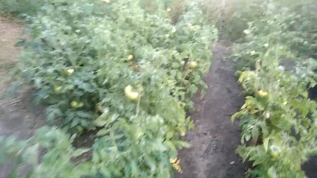 Грядка Хольцера ОТДЫХАЕТ смотреть онлайн