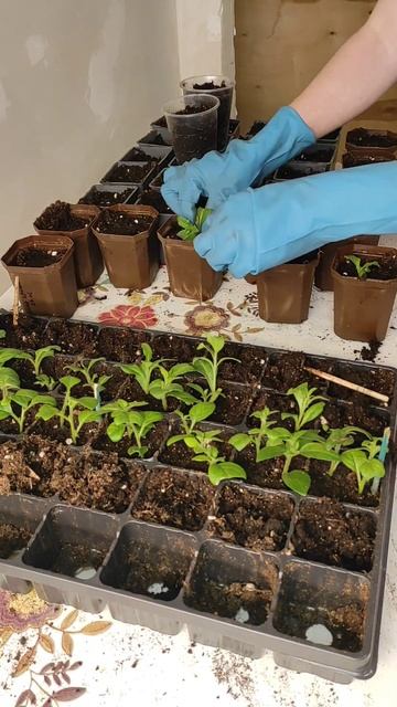 Черенки петуний укоренились! Петуний много не бывает! черенкипетуний посадка петунии