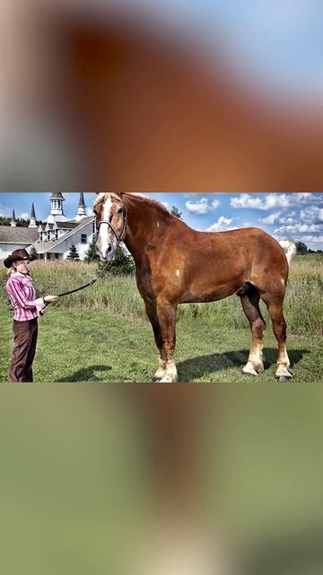 Брабансон - Самые большие лошади в мире смотреть онлайн
