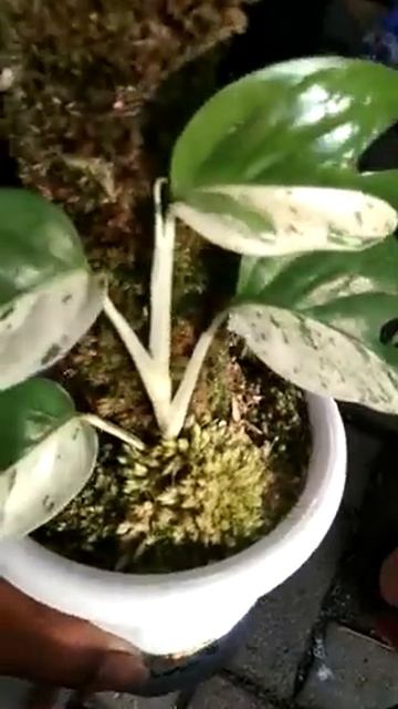 RARE HOUSE PLANTS EPIPREMNUM CEBU BLUE VARIEGATED