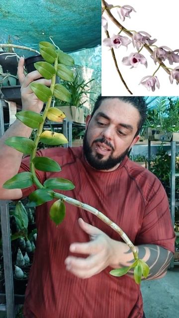 ORQUÍDEA DENDROBIUM ANOSMUM COERULEA PRE ADULTA #QUEROMAISORQUIDEAS #SHORTS #ORQUÍDEAS смотреть онлайн