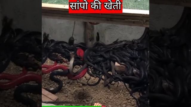snake farm || facts in hindi || amazing facts #shorts смотреть онлайн