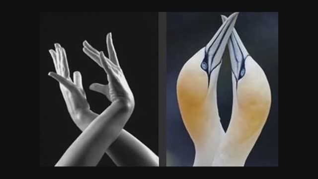 Contradanza смотреть онлайн