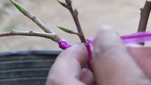 Bonsai Việt - Kỹ thuật ghép mai vàng смотреть онлайн
