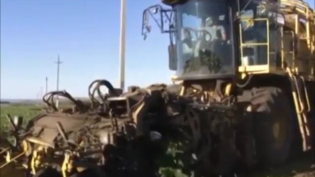 Свекловоды района завершили уборку сахарной свеклы смотреть онлайн
