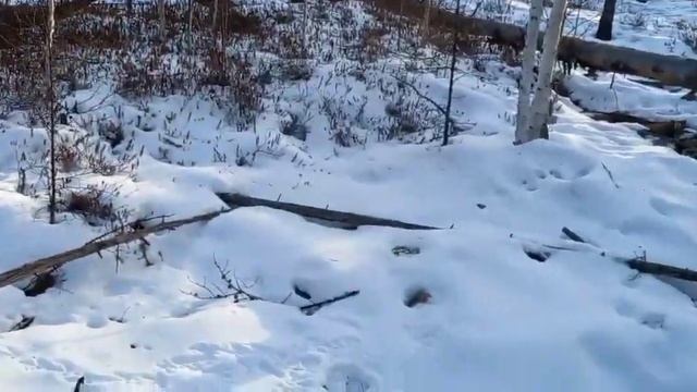 Провел ревизию у зимовья Пытался послушать глухарей ... смотреть онлайн