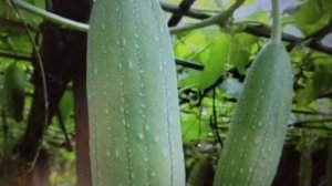 Люффа интересное растение. 2 в 1, диетический продукт и натуральная мочалка