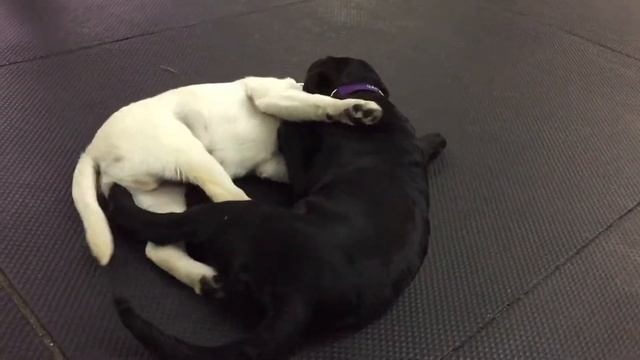 Bite Inhibition During Puppy Playtime смотреть онлайн