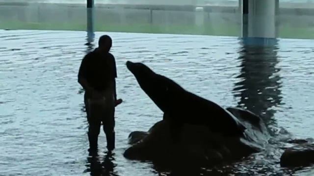 Sea Lion Pulls The Rope!