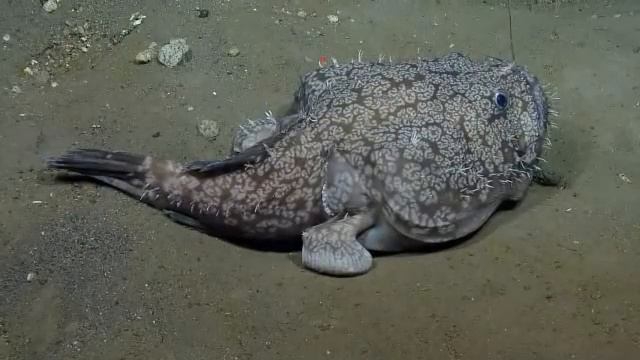 E/V Nautilus Video Bite: Rare Deepwater Goosefish - Montserrat 2013 смотреть онлайн