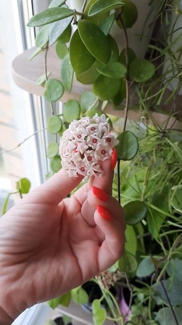/Цветение хойи Матильда/💗💕🌺 смотреть онлайн