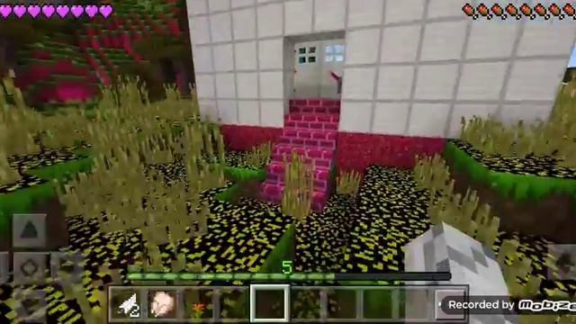 мои пито́мцы , циплёнок одуванчик