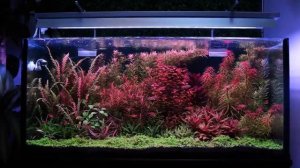 Weekaqua  L Series water plant light by  @AcuaVlogs