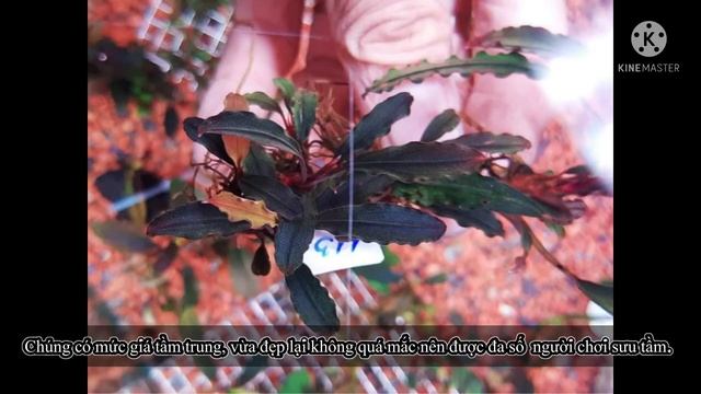 bucephalandra godzilla (kedagang red) смотреть онлайн