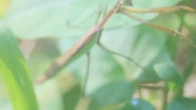 Tenodera Aridifoli 2018