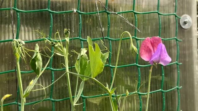 Сочетания роз в саду. Розы и цветы-компаньоны смотреть онлайн