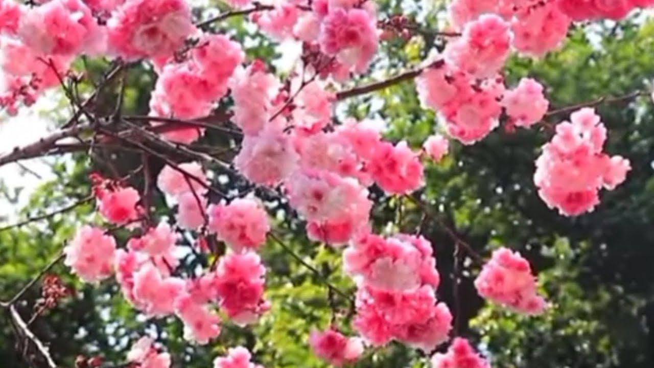 мы родились в сибири//закрыла комментарии, к чему бы это?//обзор канала смотреть онлайн