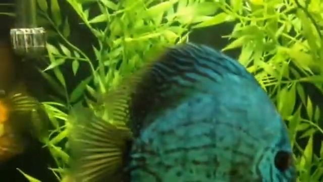 Discus Update and Info on Streamers, Flags and Tails. смотреть онлайн