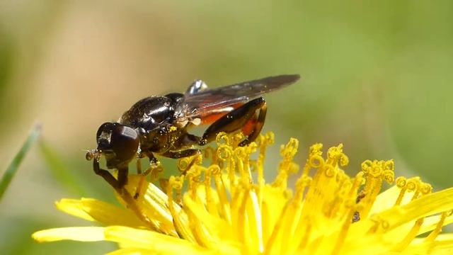Fly with Red Abdomen (Cylindromyia bicolor) Eating Dandelion Pollen смотреть онлайн