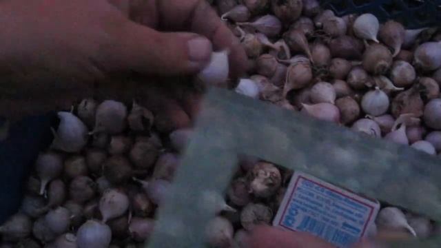 Урожай однозубки чеснока. смотреть онлайн