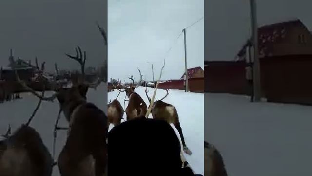 Катание на оленях | 8 916 - 702-11-08 смотреть онлайн